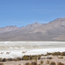 Salar de Surire